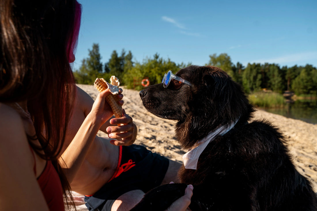 How to Choose the Right Pet Accessories in Australia: A Practical Guide