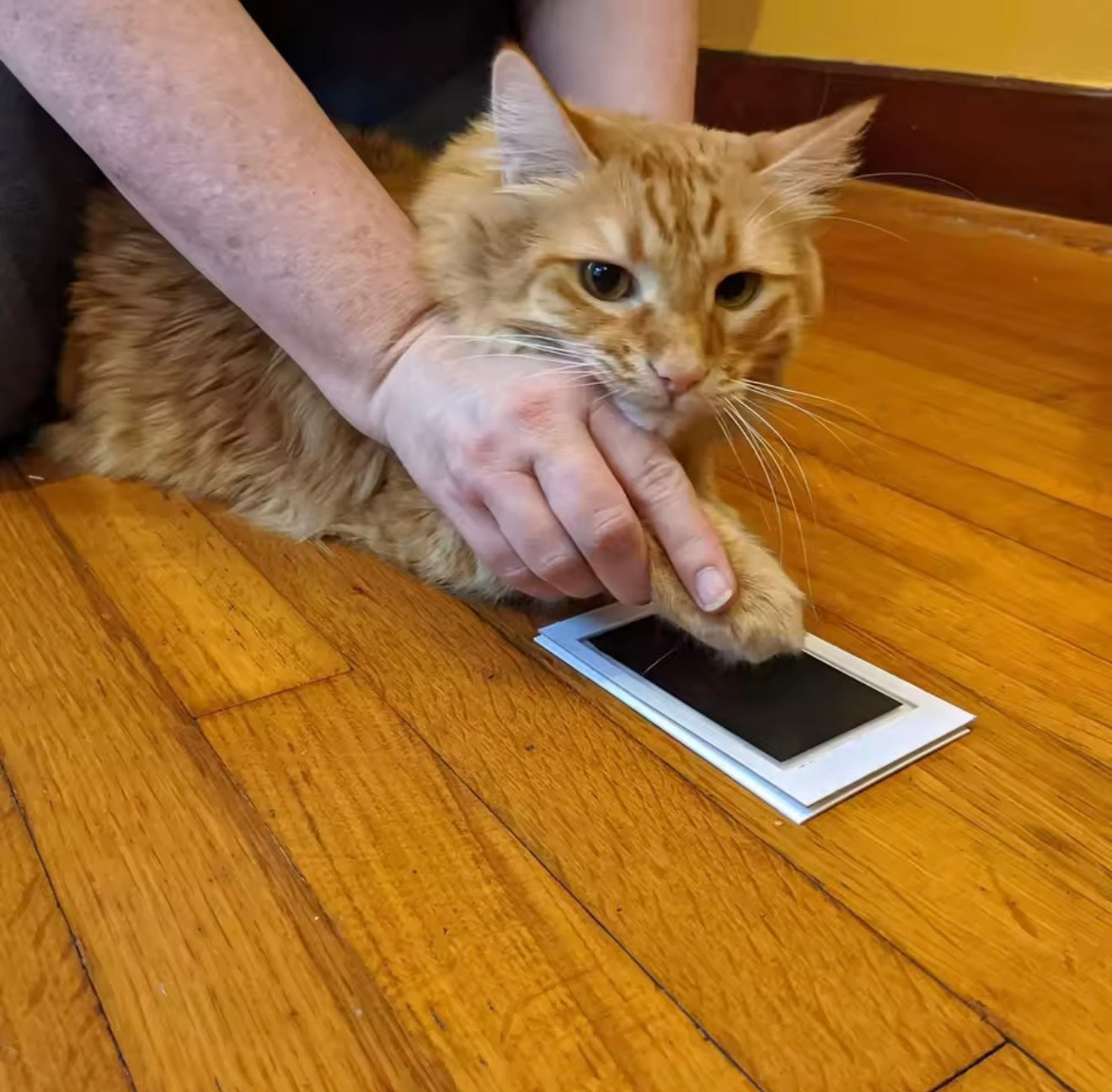 MemoryPaws Print Kit
