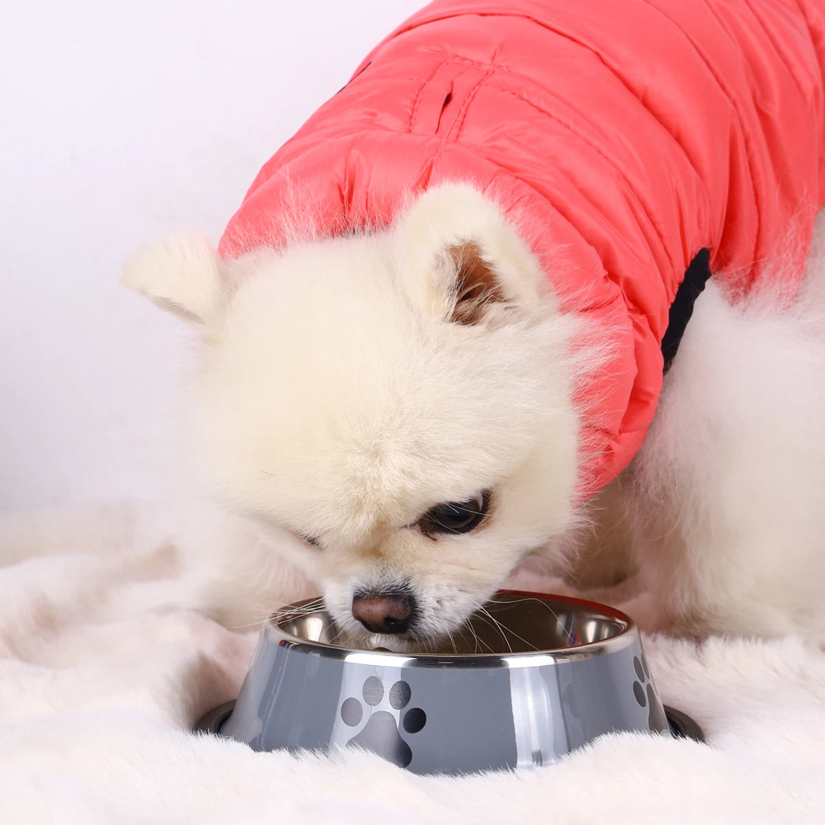 PawSteel Dog Bowl